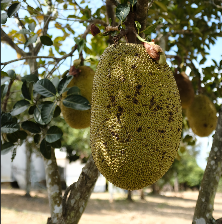 Fruit trees