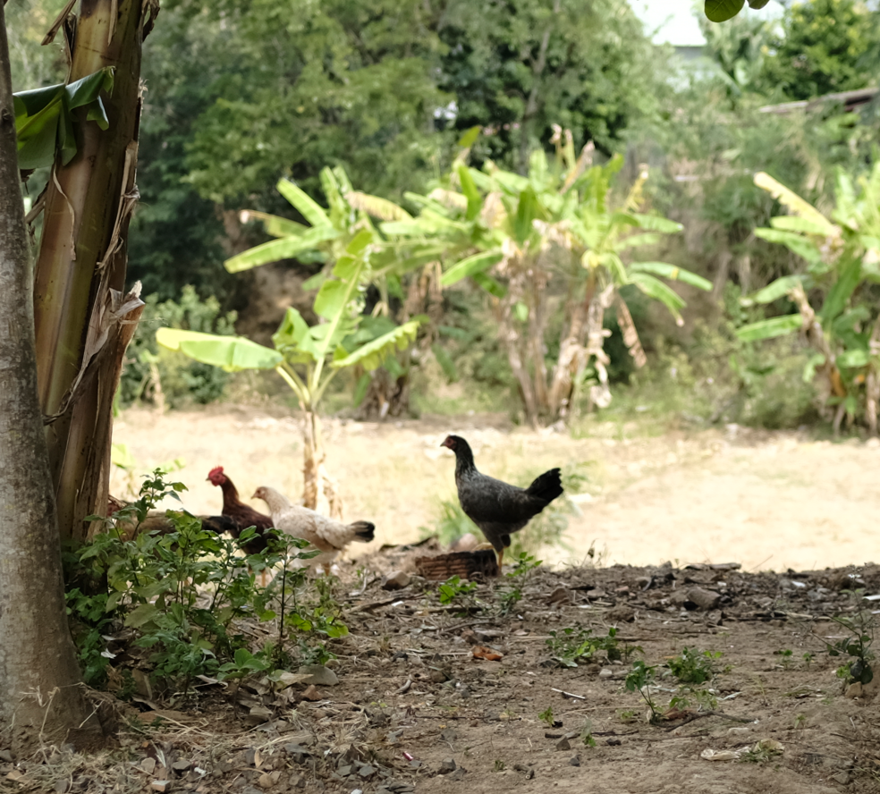 Livestock